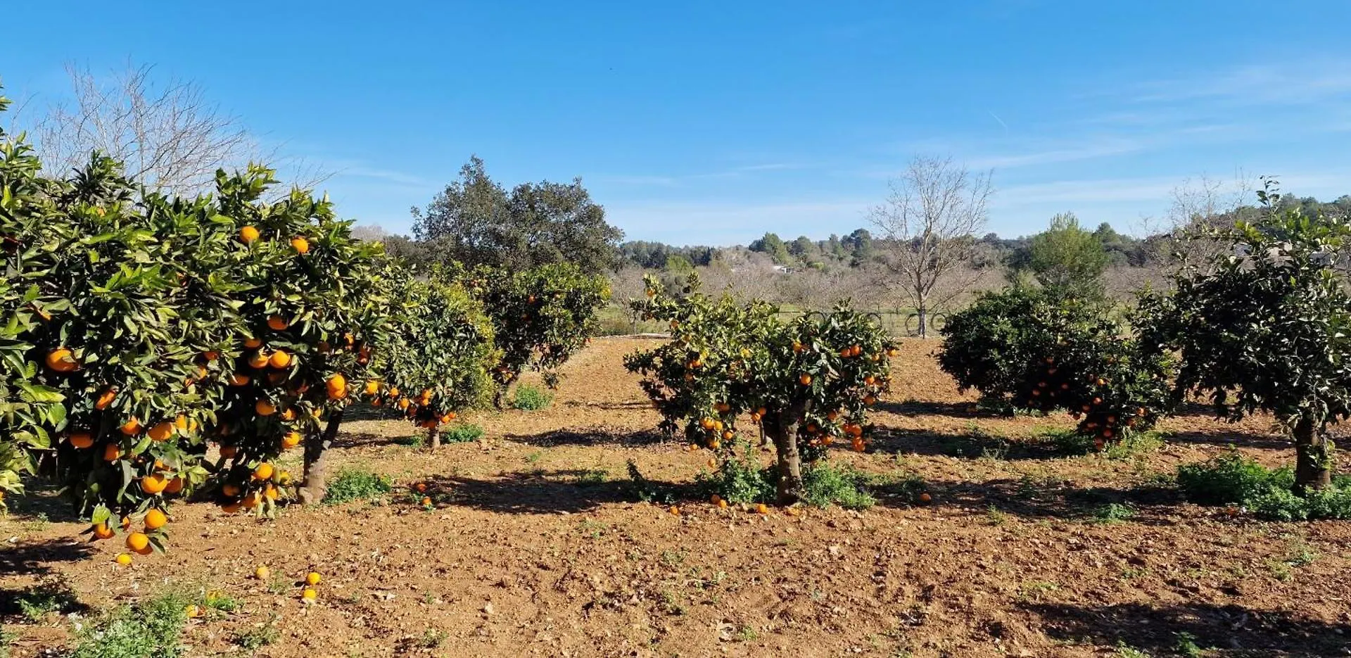 Finca Con Piscina Rodeada De Naturaleza Sencelles Country house